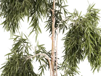 Beautiful weeping willow tree Olive in flowerpot 1346 3D model