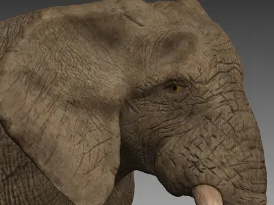 Brown Elephant Low-poly 3D model