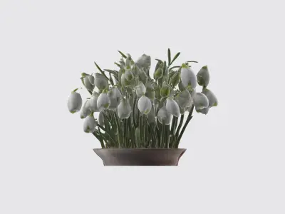 Galanthus Flowers Low-poly 3D model