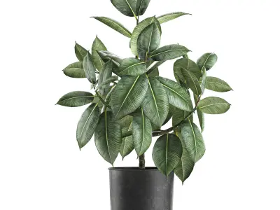 Ficus trees in a pot for the interior 850 3D model