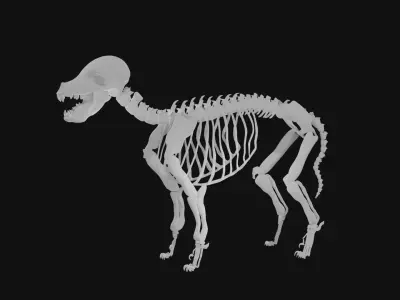 Puppy skeleton 3D model