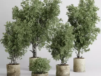 outdoor plant set 166 pot old olive tree concrete old vase Low-poly 3D model