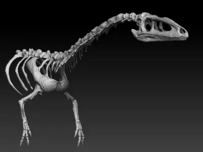 coelophysis half skeleton 3D model