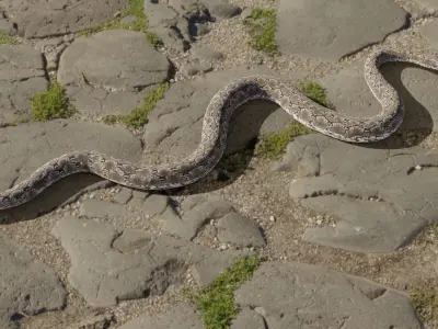 Python snake Low-poly 3D model