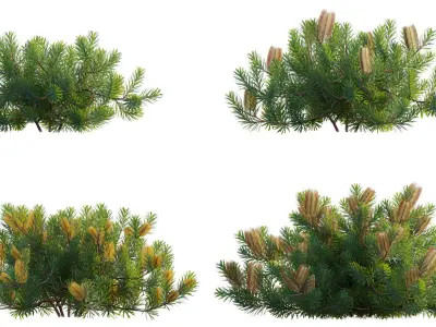 Banksia spinulosa - Hairpin Banksia 01 3D model