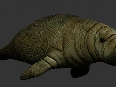 Manatee - Peixe-boi Low-poly 3D model