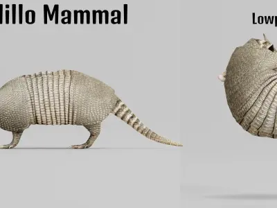 Armadillos Animal Low-poly 3D model