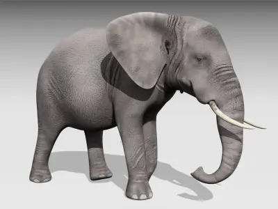 African elephant Low-poly 3D model 5