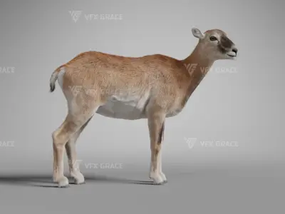 European Mouflon Female Animation - VFX Grace 3D model