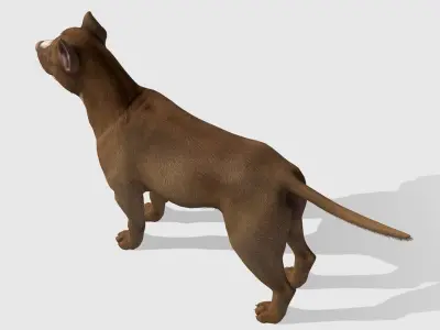 Dog - Pitbull Low-poly 3D model