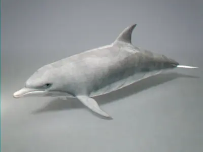Pack - Marine Mammals 3D model