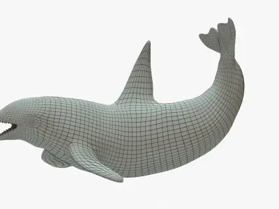 Killer Whale Rigged Basemesh Low-poly 3D model