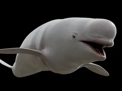 White whale beluga Low-poly 3D model