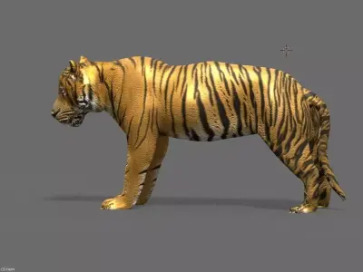 tiger 3D model buy
