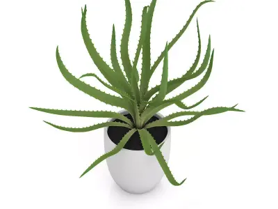 Aloe in White Pot 3D model