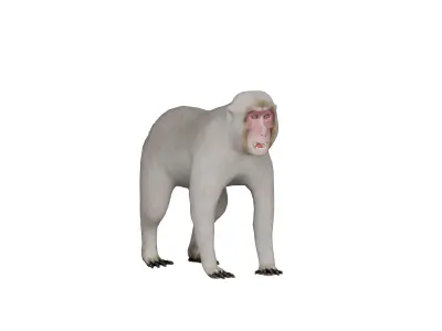 Snow Monkey Japanese Macaque Low-poly 3D model