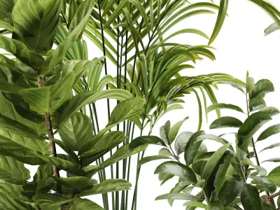 Indoor Plant-Set003 3D model