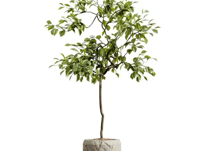 AV HousePlants Japandi Minimalism Ficus Dracaena Marginata05 3D model