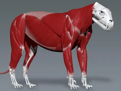 Lion Anatomy  3D model