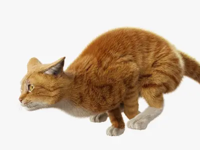 Cat Orange Tabby Rigged Animated 3D model