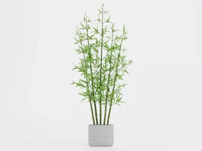 Bamboo Plant in Pot Low-poly 3D model