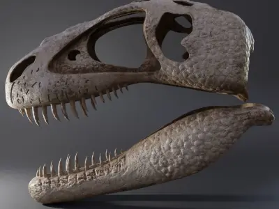 Tyrannosaurus Rex Skull 3D model