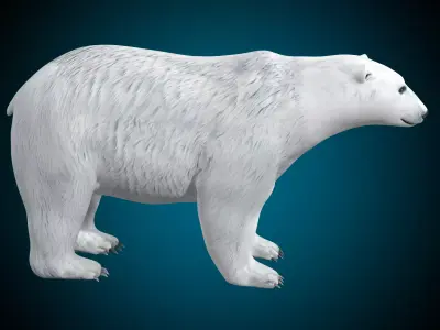 Polar Bear 3D model