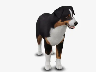 dog AustralianShepherd Low-poly 3D model
