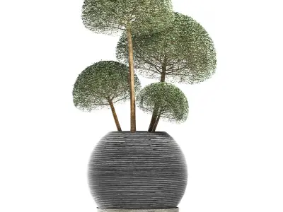 Plants Collection 178 Ligustrum Lucidum Vray 3D model