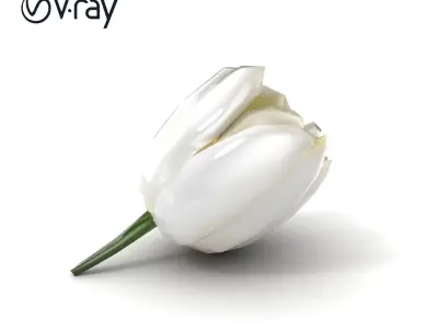 White Tulip Realistic Flower Model Pack Low-poly 3D model
