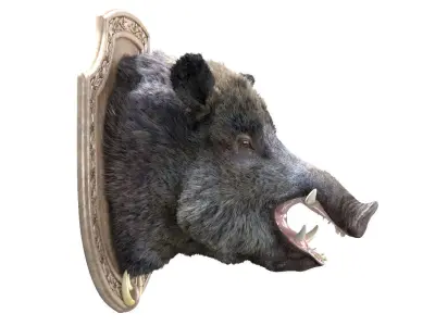 Wild boar head trophy 3D model