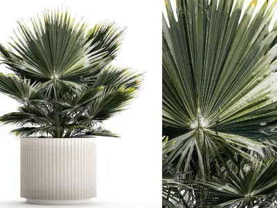 Beautiful fan palm for decoration in a flower pot 1275 3D model