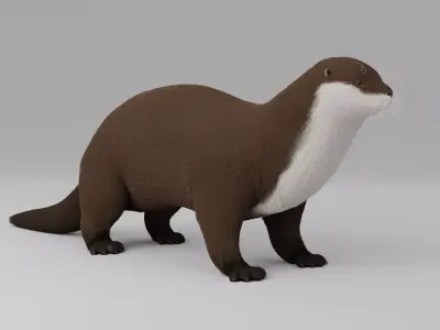 Otter HD 3D model