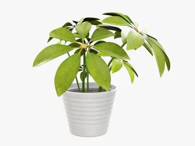 Schefflera plant in pot 3D model