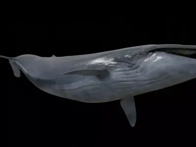 Blue whale Low-poly 3D model