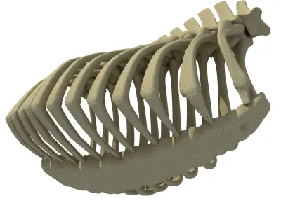 Bull Animal Rib Cage  3D model
