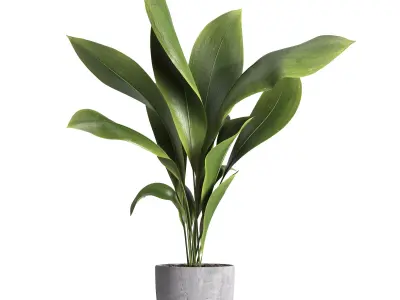 indoor plant 025 3D model
