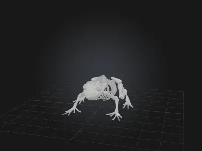 Realistic Frog Skeleton Model Low-poly 3D model