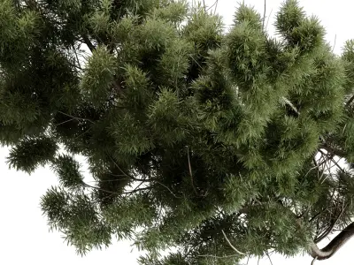 Bonsai Tree in a stone pot - Indoor Plant 643 3D model