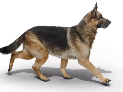 Shepherd German Low-poly 3D model