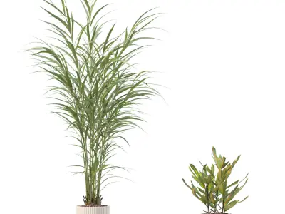 Plants collection 204 - palm strelitzia fern ficus croton 3D model