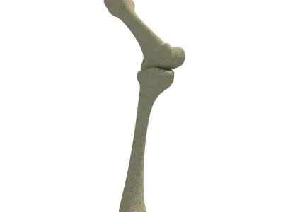 Bones of Animal Leg  3D model
