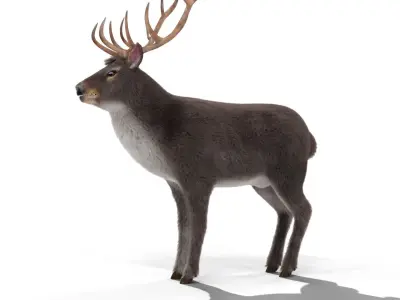 Fur Gray stag Deer NO RIG Low-poly 3D model
