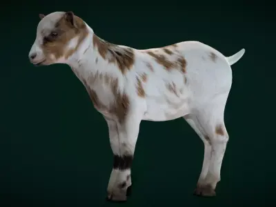 Kid Baby Goat Doeling Low-poly 3D model
