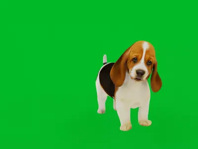 Basset Hound Puppy Dog Low-poly 3D model