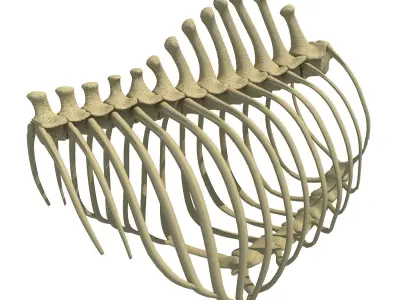 Animal Rib Cage  3D model