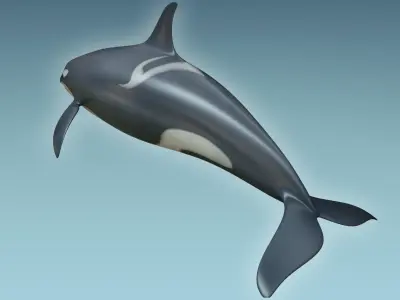 Whale Killer 3D model