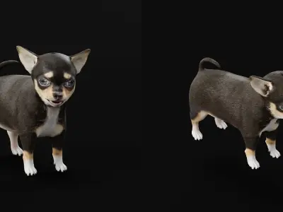 Short Haired Chihuahua Puppy Dog Low-poly 3D model