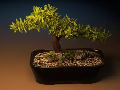 Bonsai tree in pot Free 3D model