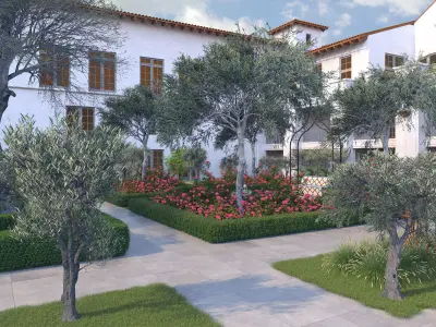 Olea europaea olive tree young B 3D model